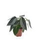 MeinVIPShop Peperomia Vanilla 25cm Zimmerpflanze