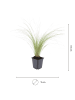 NatureNest 12er: Set Stipa tenuissima Ponytails Pflanzen in Grün