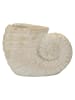 Mauro Ferretti Beige Keramikvase in Muschelform, 33 x 19 x 23 cm