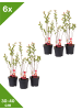 GARDENZO 6er-Set: Salixbusch Flamingopflanzen