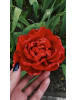 GARDENZO 3er-Set: Pfingstrose (Paeonia lactiflora) in Rot