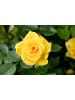 GARDENZO 3er-Set: Mini-Stamm Rosen in Gelb