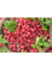 GARDENZO 2er-Set Himbeere 50-60cm 2L Topf