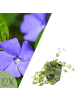 NatureNest Blaues Immergrün Set 12 Vinca minor winterhart