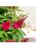 NatureNest 1 Buddleja Butterfly Candy Little Ruby Pflanzen in Rot Topf 19 cm Höhe 30 cm