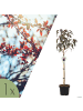 NatureNest Prunus serrulata Royal Burgundy Baum in Rot Topf 21 cm Höhe 100 cm Stamm 80 cm