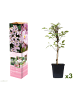 GARDENZO 3er-Set: Pflanzen Clematis Montana Rubens in Pink