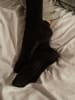 Falke Socken Softmerino in Black