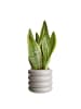 Butlers Blumentopf HOOP in Grau