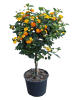 MeinVIPShop Wandelröschen Stamm 75cm XXL Lantana