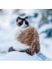 NOTIQUE Wandkalender 2027 mit 6-sprachigem Kalendarium in Cats - 30 x 30 cm