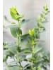 GARDENZO 2er-Set: Eukalyptus 'Silver Dollar' 100-110cm