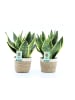 MeinVIPShop 2 x Bogenhanf Sansevieria trifasciata mit Übertopf