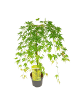NatureNest Acer palmatum Cascade Emerald Ahorn Hochstamm in Grün Topf 19 cm Höhe 70 cm