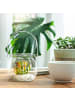 relaxdays 12x Windlicht in Transparent - (H)7,5 x Ø 8 cm