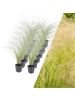NatureNest 12 Federgraspflanzen  Stipa tenuissima 'Ponytails'  