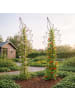 relaxdays 2 x Rankgitter "Blatt" in Braun - (B)30 x (H)100 cm
