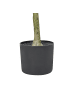 Beliani Kunstpflanze OLIVE TREE in Grün/Schwarz - (W) 63 x (H) 153 x (L) 63 cm