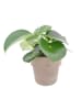 MeinVIPShop Peperomia polybotrya Raindrop 30cm in Keramiktopf Zimmerpflanze