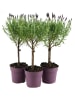 MeinVIPShop Schopflavendel Lavendel Stämmchen 3er Set 50cm