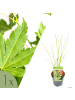 NatureNest Acer palmatum Going Green Ahornpflanze in Grün Topf 19 cm Höhe 50 cm