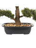 Beliani Kunstpflanze PINE in Grün/Schwarz - (W) 34 x (H) 44 x (L) 7 cm