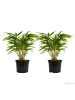 GARDENZO 2er-Set: Fargesia (Schrimbambus) Medium nicht wuchernd