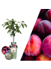NatureNest Bio-Pflaumenbaum  1 x Prunus domestica  