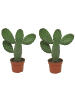 MeinVIPShop 2 x Kaktus Opuntia Consulea 25cm