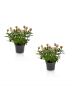 MeinVIPShop Romantische Rosen im 2er Set 27cm