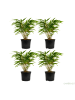 GARDENZO 4er-Set: Fargesia (Schrimbambus) Medium nicht wuchernd