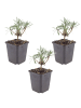 NatureNest 3er-Set: Erysimum Bowles Mauve Staude winterhart in Violett