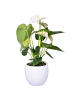 MeinVIPShop Flamingoblume weiß mit weißen Keramikübertopf 45cm