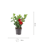 NatureNest Mandevilla rot Set 3 Dipladenia sanderi für Balkon