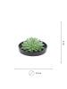 NatureNest 1 Sukkulente Echeveria Pulidonis in Grün Topf 12 bis 14 cm Höhe 5 cm