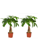 MeinVIPShop 2 x Pachira 40 cm Zimmerpflanze