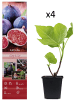 GARDENZO 4er-Set: Feigenpflanzen