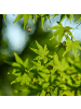 NatureNest 2er: Set Acer palmatum Going Green Ahornpflanze in Grün Topf 15 cm Höhe 30 cm