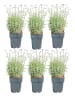 MeinVIPShop Lavendel 6er Set 