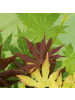 NatureNest 1 Acer palmatum Festival Ahornpflanze in Grün Topf 19 cm Höhe 50 cm