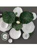 Villeroy & Boch 6er Set Suppenteller Pura ø 25,4 cm in weiß