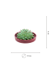 NatureNest Echeveria Pulidonis kompakte Sukkulente in roter Schale