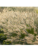 NatureNest 3er: Set Pennisetum alopecuroides Hameln Pflanzen in Grün