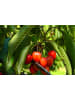 GARDENZO 5er-Set: Obstbäume in Bunt