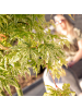 NatureNest 2er: Set Acer palmatum Ukigumo Ahornpflanze in Weiß