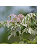 NatureNest 3er: Set Acer palmatum Butterfly Ahornpflanze in Grün Topf 10,5 cm Höhe 20 cm