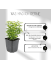 NatureNest 6 Gelbe Spindelstrauchpflanzen  Euonymus 'Emerald 'n Gold'  