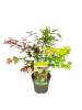 NatureNest Acer palmatum Festival Ahornpflanze in Grün