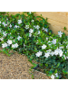 NatureNest 12 Weiße Immergrün pflanzen  Vinca minor 'Alba'  