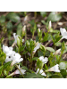 NatureNest Weißes Immergrün Set 6 Vinca minor Alba winterhart
